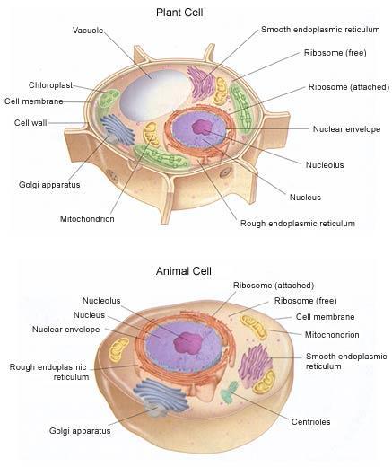 Diagrams of plant and animal cells showing structure and primary