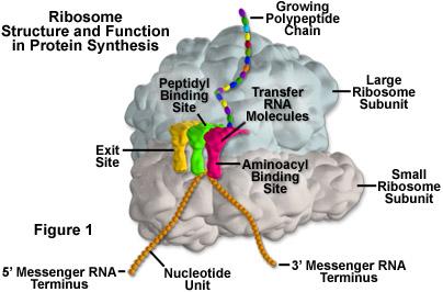 Ribosome Site of protein production Located on the
