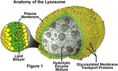 Lysosome Lysosomes break down cellular products and debris
