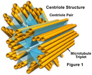 Centriole Bundles of filaments that aid in the
