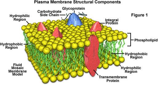 Cell Membrane Outer membrane of the cell to protect its contents Regulates the