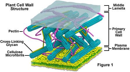 Cell Wall Rigid wall outside of the plasma membrane Protects the