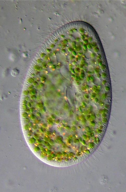 A protist is (usually) a unicellular organism. Protists are eukaryotes. Protists do not have a cell wall. Many protists have a special structure called a contractile vacuole.