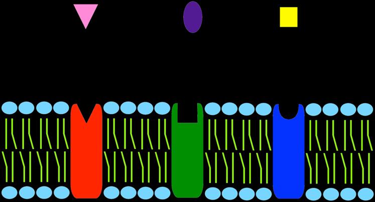 Transmembrane proteins are the most important to cell