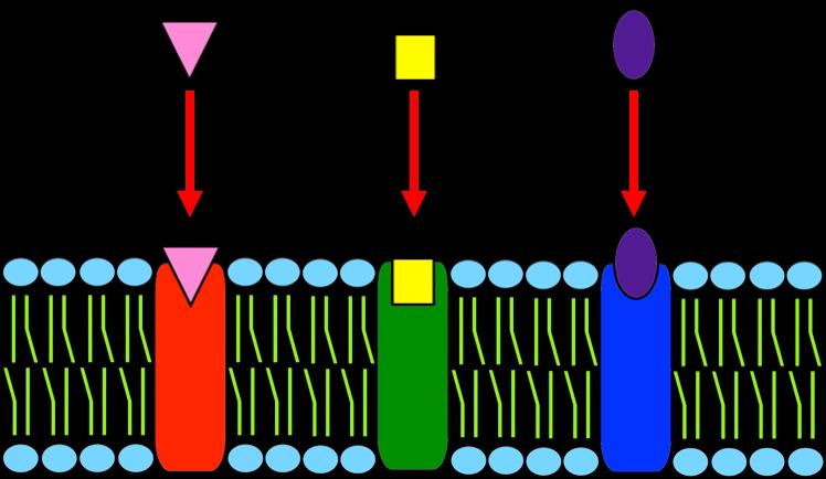 Ligands have a specific shape and can only fit into membrane receptors that complement their shape.