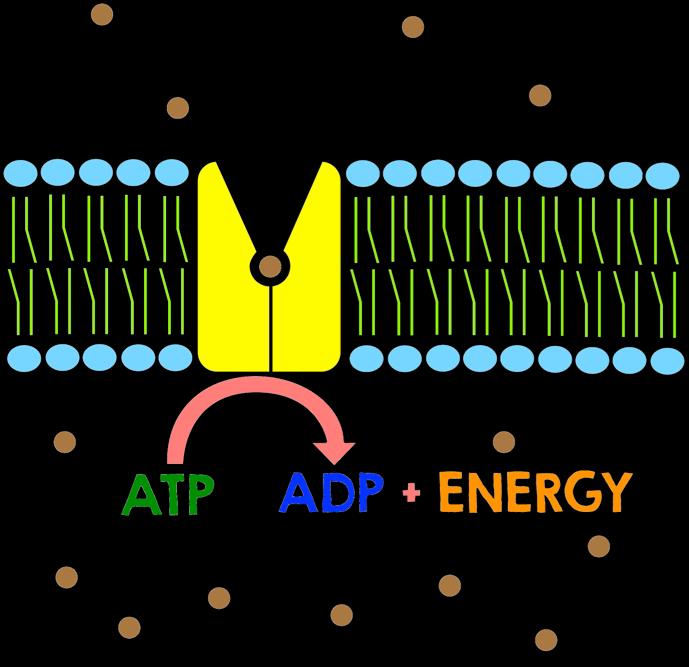 Active transport occurs with the help of transmembrane proteins.