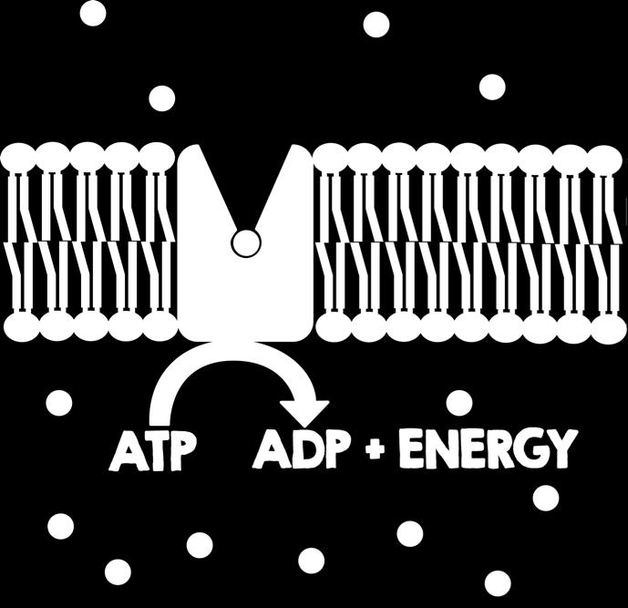 The pumps use ATP to transport substance from low concentration to high