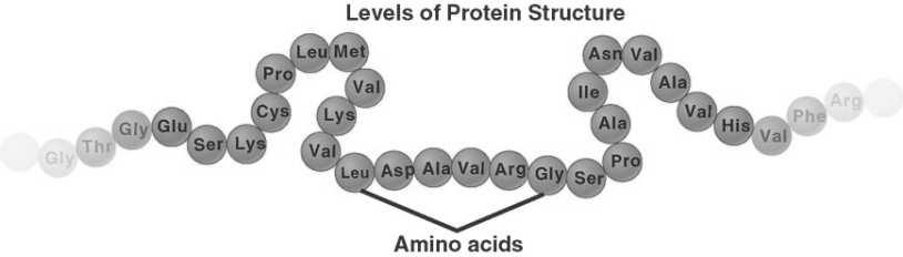 amino acids together polypeptide (protein)