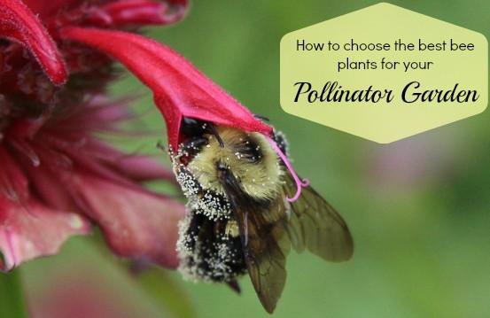 Thankfully, many gardeners are now stepping up to the plate, creating pollinator gardens for these incredible insects and providing them with muchneeded nectar forage.