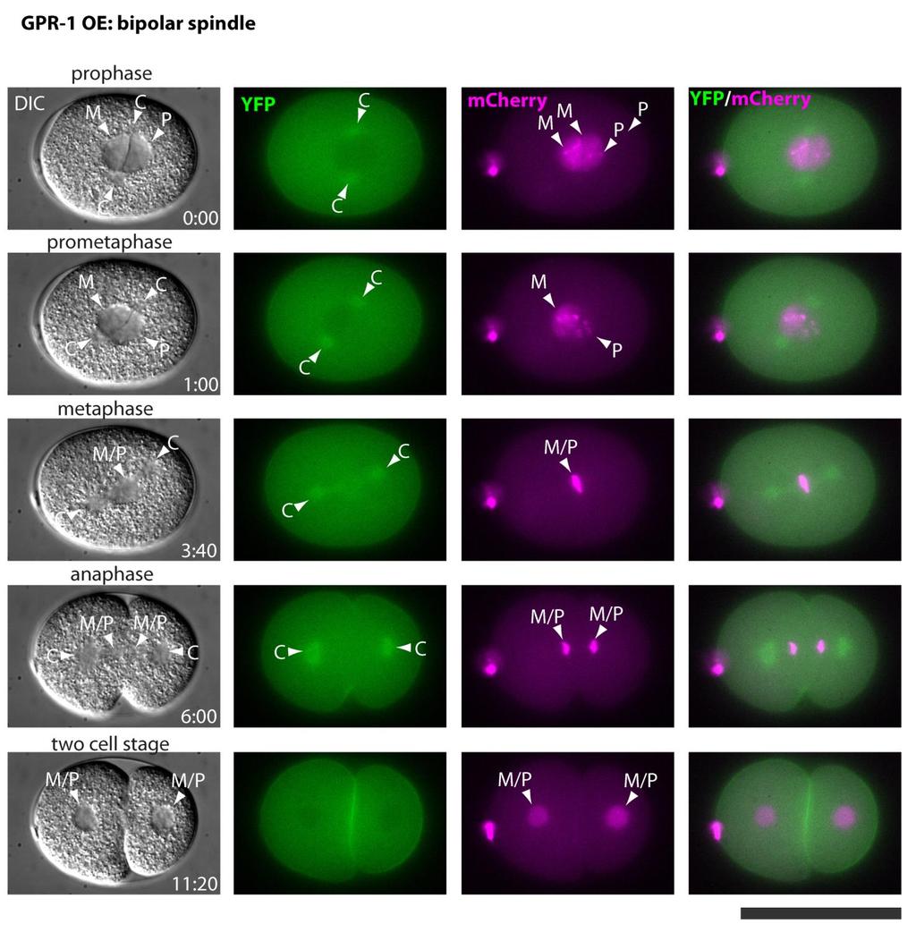 Supplementary Figure 3 Fluorescence imaging of a GPR-1 overexpressing embryo that formed a bipolar spindle. YFP fluorescence is derived from transgenically expressed YFP::GPR-1 (ddis32 insertion).