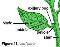 Organs and leaf structure Different types of tissues are arranged together to form organs.