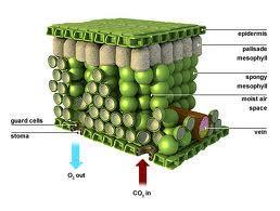Diffusion Water reaches the leaf in xylem vessels and diffuses into the leaf tissue via osmosis.