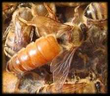 Queen termite Reproductives pic of