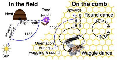 Honeybee communication Honeybee