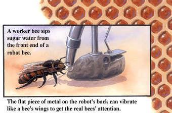 robot bee Robot needed dance