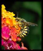 Subsocial route Halictid (sweat) bees have a range of sociality In some spp, founding female lays an initial set of