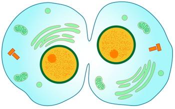 Begins as the cell lengthens in anaphase and ends with separation of