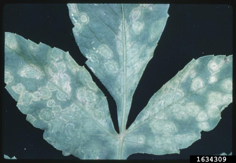 Symptoms Dahlia, Penn State Department of Plant Pathology &