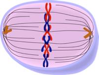 2. METAPHASE: - The line up in the of the cell - extend from The cell still has chromosomes. 3.