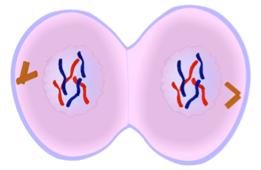 4. TELOPHASE: - New NUCLEAR