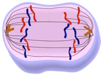 CYTOKINESIS begins cell membrane