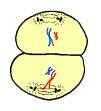 chromosomes It ends with 4 cells with Single-Stranded chromosomes Prophase II- -same as