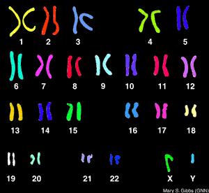 Human Karyotype: A picture that pairs up a persons