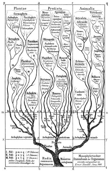 2/19/17 Homology Phylogenetic trees and sequence alignments contain a lot of information about function and evolution of