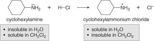 When an amine is protonated by aqueous acid, its solubility properties change. When cyclohexylamine is treated with aqueous HCl, it is protonated, forming an ammonium salt.