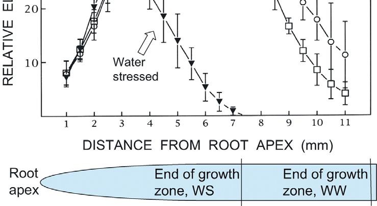 Relative elongation rate as a function of distance from the apex of the primary root of maize (cv