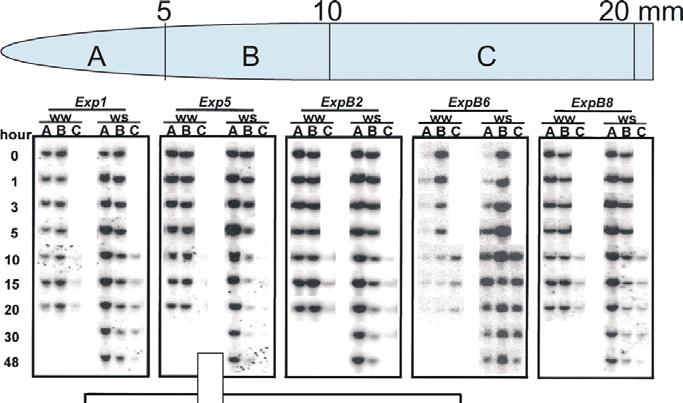 Time-course for expression of five expansin genes (northern blot analysis) in the primary root tip of maize