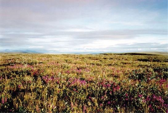 Low-growing plants such as shrub willow dominate the tundra landscape during the summer, shown here in the Arctic National Wildlife Refuge.