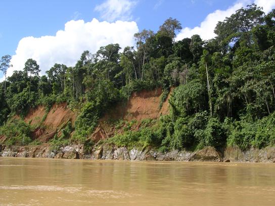 Species diversity is very high in tropical wet forests, such as these forests of Madre de Dios, Peru, near the Amazon River.