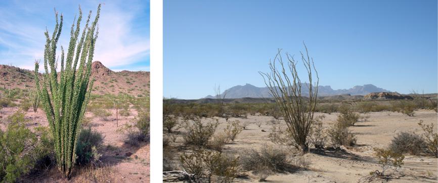 Terrestrial Biomes Many desert plants have tiny leaves or no leaves at all to reduce water loss.
