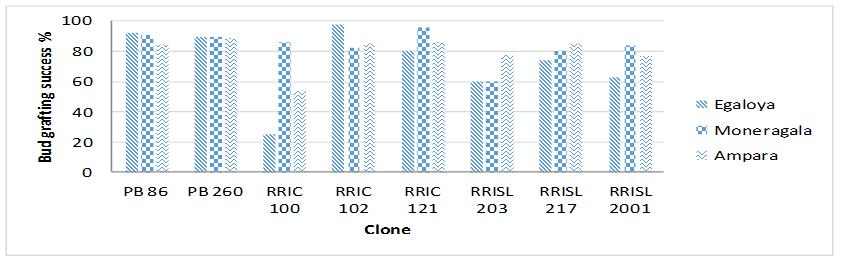 In Ampara, RRIC 121 and RRISL 203 showed the highest number of scale buds while others recorded the lowest.