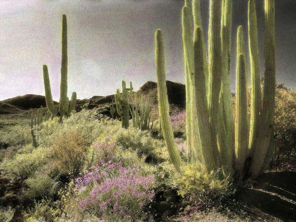 How can a cactus survive in the desert?