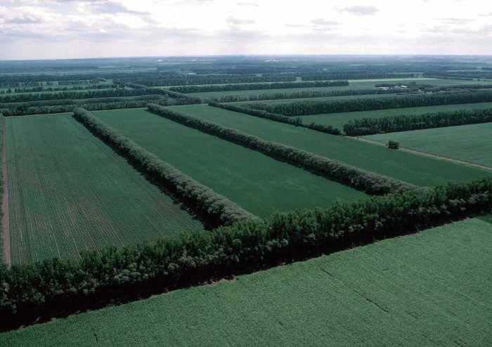 Preventing Wind Erosion Windbreaks are rows of trees, bushes, fences, or other structures that