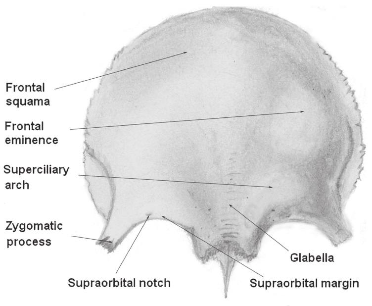 2 Frontal Bone Variation in Homo Fig. 1 - External anatomy of the frontal bone.