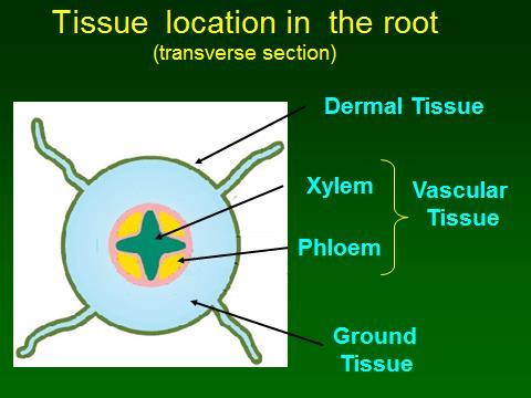 Location of plant tissues in roots: The phloem and xylem are