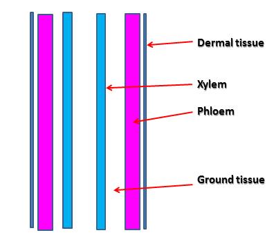 Dermal tissue is found on the outside epidermis layer on the root
