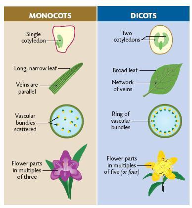 To prepare and examine a transverse section (TS) of a dicot stem 1) Pick a non woody herbaceous plant which has a soft stem (e.g.
