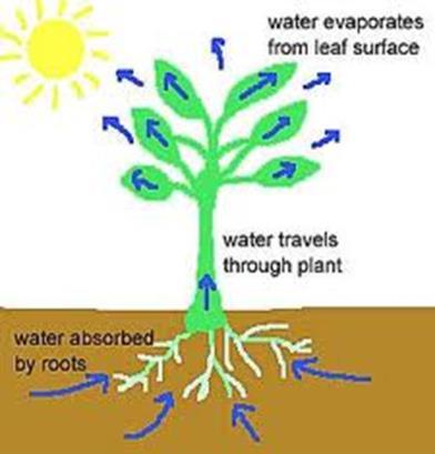 Transpiration: Transpiration is the loss of water vapour from the leaves of the plant. Transpiration occurs through the stomata of a leaf (openings on the under side of a leaf).