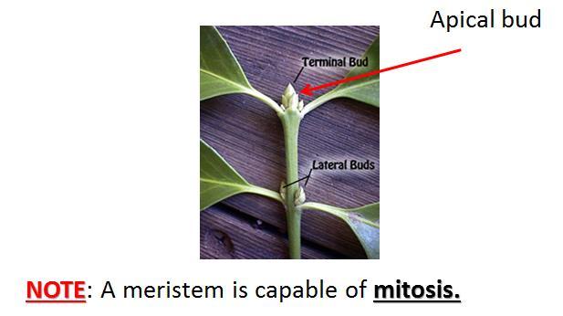 Structure of a stem: NOTE: Lenticel is an opening for gas