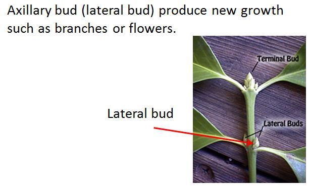 Functions of a stem: 1) Support the aerial parts of the plant.