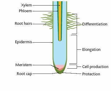 Functions of roots: 1) Anchors the plant in the soil 2) Absorbs water and minerals from the soil through its root hairs.