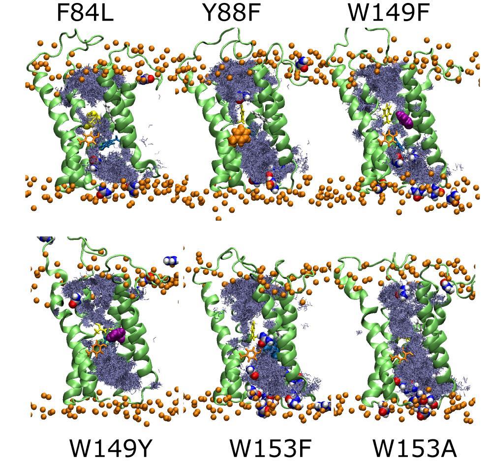 Supplementary Figure S11. Change in channel hydration for mutants. Six mutants were chosen and modeled as one hexamer for 1 microsecond in the membrane.