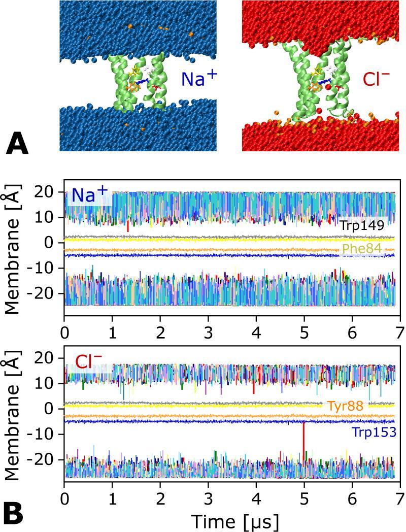 Supplementary Figure S12. A: Sampling of sodium (blue) and chloride (red) ions, showing that the ions generally do not enter the membrane or HpUreI channels during the simulations.