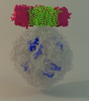 A B Supplementary Figure S16. A: Docking model of membrane-embedded HpUreI (green) to the cytoplasmic urease dodecamer (grey), viewed perpendicular to membrane (pink).