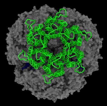 Docking results were obtained by using the urease monomer (PDB code 1e9y) as the receptor and HpUreI hexamer as the ligand using the ClusPro 2.0 online server 52.