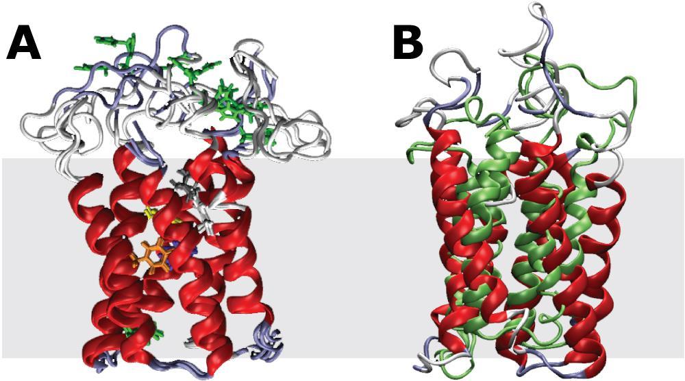 Supplementary Figure S2. A: Folding simulation of the modeled periplasmic loop 1. The charged histidine residues are highlighted in green.